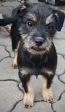 LEO, Hund, Mischlingshund in Rumänien