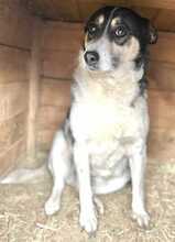 RIKE, Hund, Mischlingshund in Rumänien