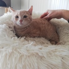 BUD, Katze, Europäisch Kurzhaar in Gelsenkirchen