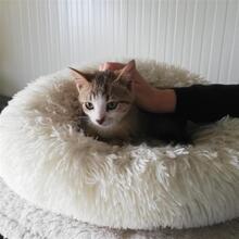 TERENCE, Katze, Europäisch Kurzhaar in Gelsenkirchen