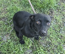LITCHI, Hund, Mischlingshund in Ungarn