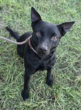 BERRY, Hund, Mischlingshund in Ungarn