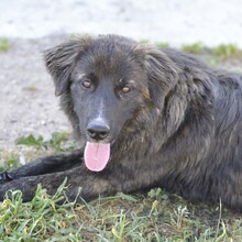 VODA, Hund, Mischlingshund in Bellheim