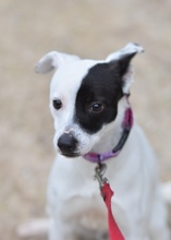 DOMINO, Hund, Bodeguero Anadaluz in Berlin