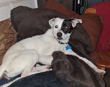 DOMINO, Hund, Ratonero Bodeguero Andaluz in Alfeld