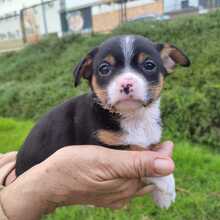 SIR, Hund, Chihuahua in Heppenheim