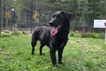 KONFITÜRE, Hund, Mischlingshund in Bad Wünnenberg