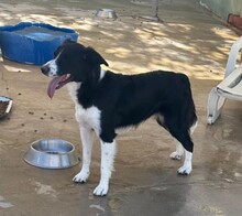 HANNES, Hund, Border Collie in Gießen