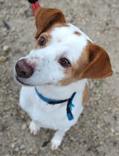 RODRI, Hund, Mischlingshund in Spanien