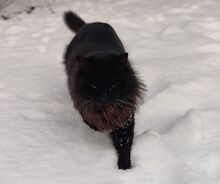 CAIN, Katze, Norwegische Waldkatze-Mix in Berlin