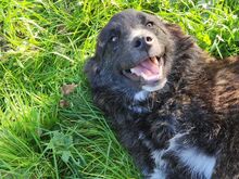 VALLA, Hund, Mischlingshund in Bergheim