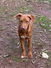 ZUMA, Hund, Mischlingshund in Gießen