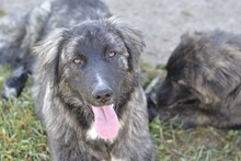 VIELA, Hund, Mischlingshund in Bellheim