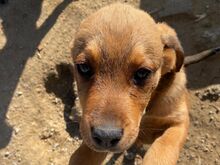 ZUPPA, Hund, Mischlingshund in Italien