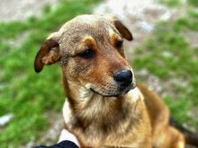 ZUPPA, Hund, Mischlingshund in Bellheim