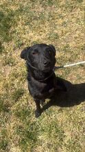 CUERVO, Hund, Mischlingshund in Ungarn