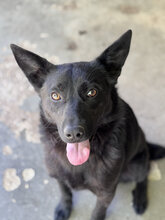 SOLOMON, Hund, Schäferhund-Mudi-Mix in Ungarn