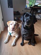 TINA, Hund, Labrador Retriever in Lüdenscheid