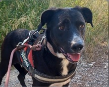 ARWEEN, Hund, Labrador Retriever in Geilenkirchen