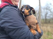 NORA, Hund, Dackel in Ungarn