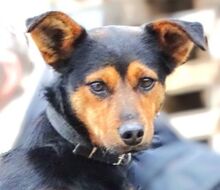 FLOCKY, Hund, Mischlingshund in Slowakische Republik