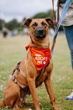 MORITZ, Hund, Mischlingshund in Hemslingen