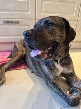 MAFIA, Hund, Mischlingshund in Moers