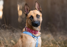 LUCY, Hund, Mischlingshund in Seevetal