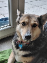 DAIRA, Hund, Deutscher Schäferhund-Mix in Wuppertal