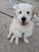 BLÜMCHEN, Hund, Mischlingshund in Neustadt