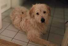 BLÜMCHEN, Hund, Mischlingshund in Hassloch