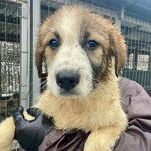 MIKI, Hund, Herdenschutzhund-Mix in Rumänien