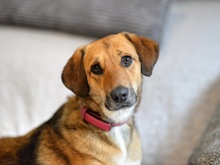 DEFNE, Hund, Mischlingshund in Schwaan