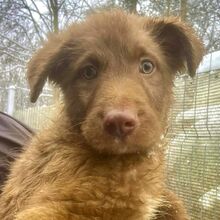 COCO, Hund, Herdenschutzhund-Mix in Rumänien