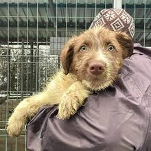 BAMBOO, Hund, Herdenschutzhund-Mix in Rumänien