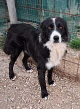ELIA, Hund, Mischlingshund in Italien