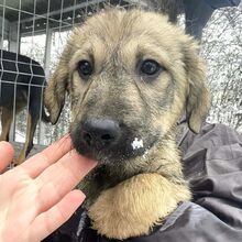 FLORA, Hund, Herdenschutzhund-Mix in Rumänien
