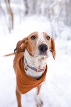 MARTINA, Hund, Jagdhund-Mix in Hamburg