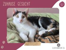 LILLY, Katze, Europäisch Kurzhaar in Bulgarien