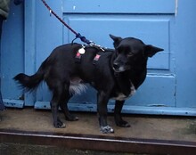 GLINDA, Hund, Mischlingshund in Berlin