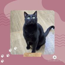 NOEL, Katze, Europäisch Kurzhaar in Bulgarien