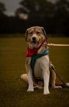 DORO-MARLIN, Hund, Mischlingshund in Hamburg