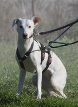 EMMA, Hund, Mischlingshund in Portugal
