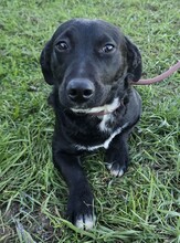 STEVE, Hund, Mischlingshund in Ungarn