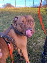 SKADI, Hund, Pitbull Mischling in Overath