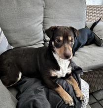 DOTTI, Hund, Mischlingshund in Berglen