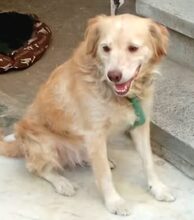 RICOPM, Hund, Mischlingshund in Wiesendangen