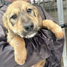 VIOLA, Hund, Mischlingshund in Rumänien