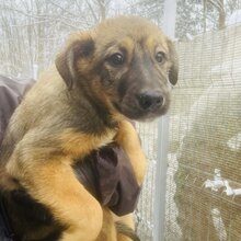 WILLOW, Hund, Mischlingshund in Rumänien