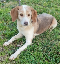 LAIKA, Hund, Beagle-Mix in Burgstetten